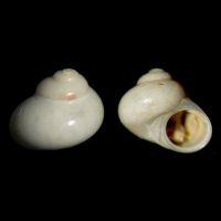 Cirsonella romettensis 